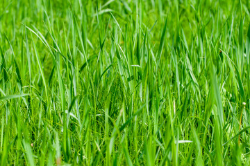Fototapeta na wymiar bright green grass at yard pattern texture. sunny day