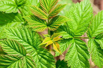 young sprouts of raspberries  at garden. argicultural concept