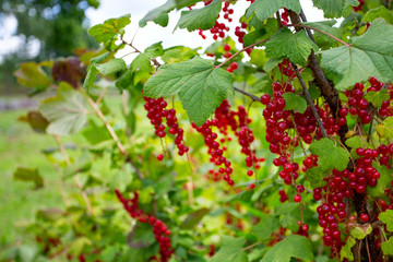 red currant bush