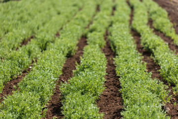 Lentils growing in a vegetable garden. Rows of lentil plants in a field. Agriculture