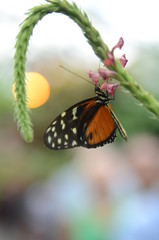 Schmetterling mit Blüten und Blättern