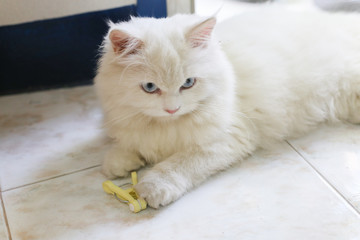 Naklejka premium white persian cat is playing with yellow clothespin on ceramic floor