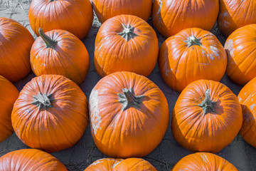 Big pumpkins, halloween and thanksgiving day concept. 