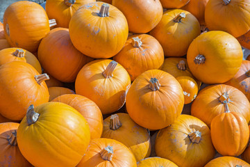 Little orange pumpkins pile. Autumn harvest. Thanksgiving day concept. 