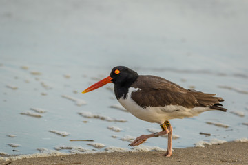 American Oystercatcher (Haematopus palliatus) with bands, number 38, walks along the beach at daybreak in Cape May, NJ