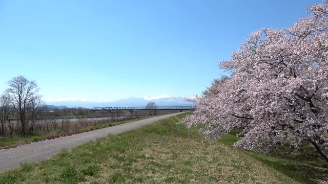 吾妻連峰と桜（福島市）
