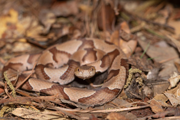  Southern Copperhead on the North Carolina Coast