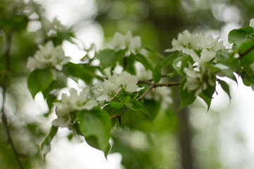 flower spring tree white apple summer blossom green 