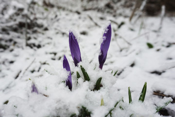 the first flowers bloomed in the snow
