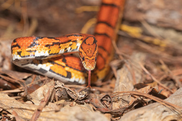 Corn Snake on the North Carolina Coast