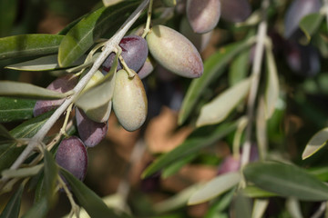Detail of olive tree branch with fruits and leaves