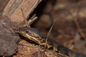 Eastern Cottonmouth (Water Moccasin) in North Carolina