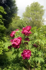 Fototapete Pfingstrosen pfingstrosen  © Kalle Kolodziej