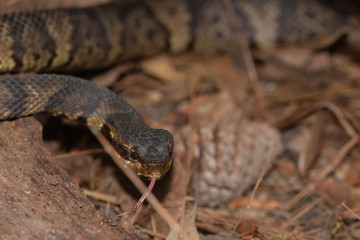 Eastern Cottonmouth (Water Moccasin) in North Carolina