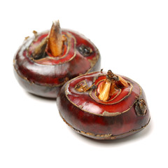 Water Chestnut on the white background