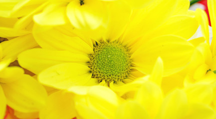 Plantas y flores en Barcelona, Catalunya, España, Europa