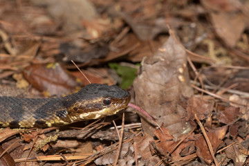 Eastern Cottonmouth (Water Moccasin) in North Carolina