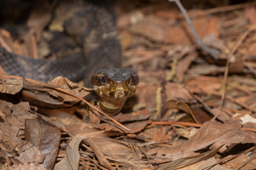 Eastern Cottonmouth (Water Moccasin) in North Carolina