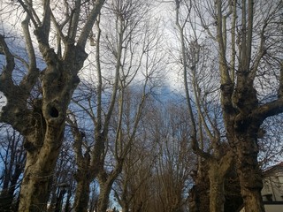Fototapeta premium tree