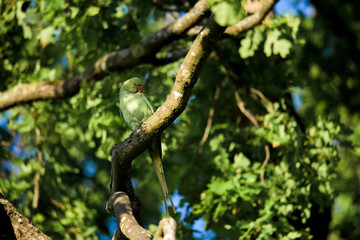 Rose ringed parakeet