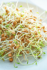 Fresh Lentil Sprout