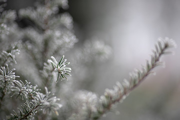 winter frost on plants