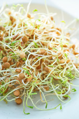 Fresh Lentil Sprout