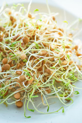 Fresh Lentil Sprout
