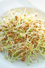 Fresh Lentil Sprout