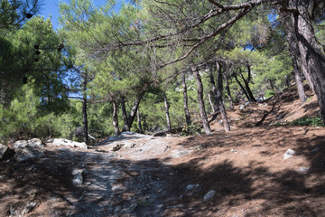 tree in the forest