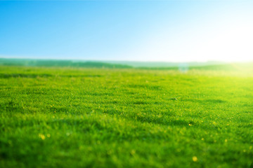 Spring fresh bright green grass at sunset on a warm sunny day. Beatiful morning green field with...