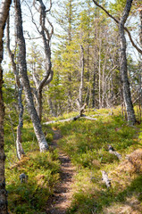 Path trough birch forest