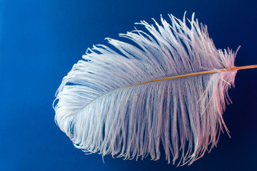  White ostrich feather on a blue background