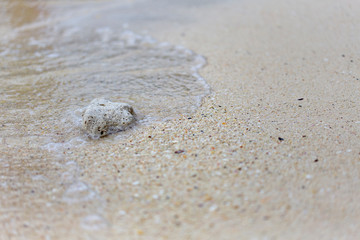 Korallen im Sand auf Koh Phi Phi