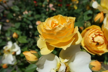 Amber yellow flower of rose in June