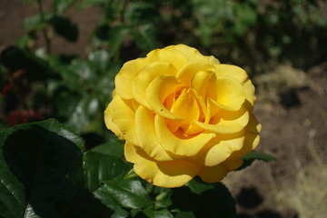 One amber yellow flower of rose in June
