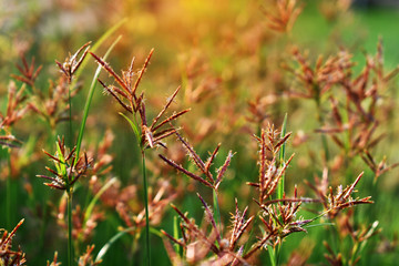 flower in grass