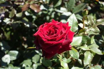 Closeup of dark red flower of garden rose