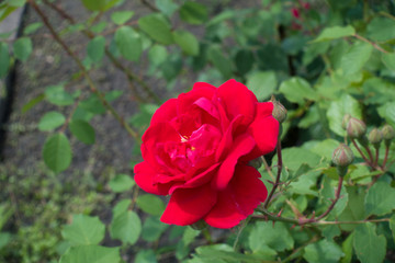 Close view of red flower of garden rose