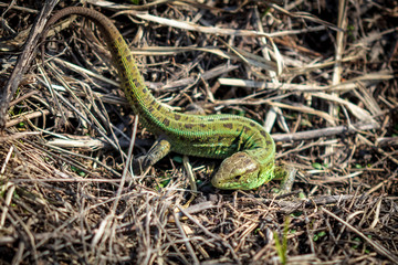 Green lizard on dry grass in spring