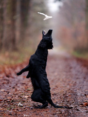 Ein junger schwarzer Hund der Rasse Flat coated Retriever springt im Wald in die Luft und versucht,...