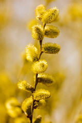 Yellow flowers on the branches of willow