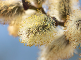 Yellow flowers on the branches of willow © schankz