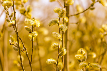 Yellow flowers on the branches of willow