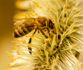 Bee on willow flowers in spring