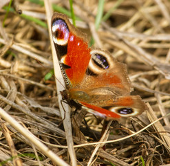 Butterfly on dry grass in spring