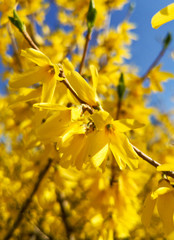Yellow flowers on a tree in spring