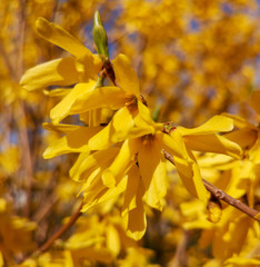 Obraz premium Yellow flowers on a tree in spring
