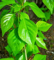 Green leaves on a tree in spring