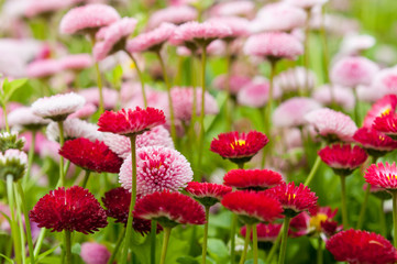 Pretty pink Bellis flowers